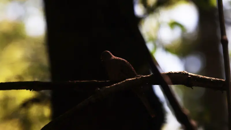 Aves Rapaces